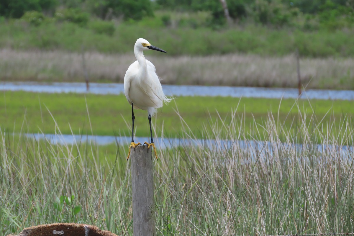 Snowy Egret - David Brinkman