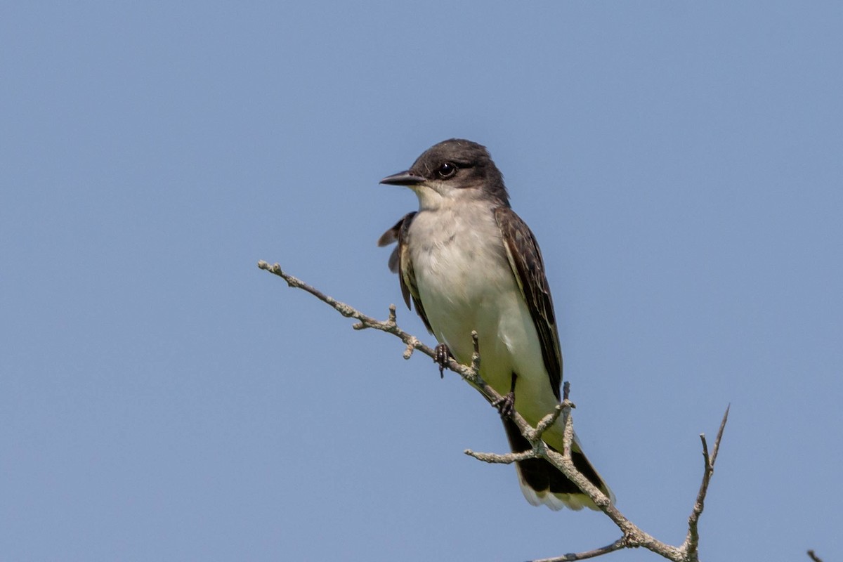 Eastern Kingbird - Meghan  Hatch