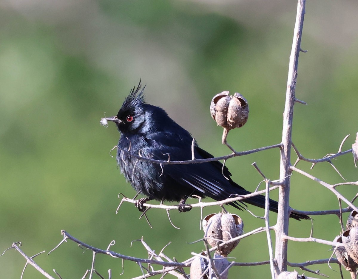 Phainopepla - Tracy Drake