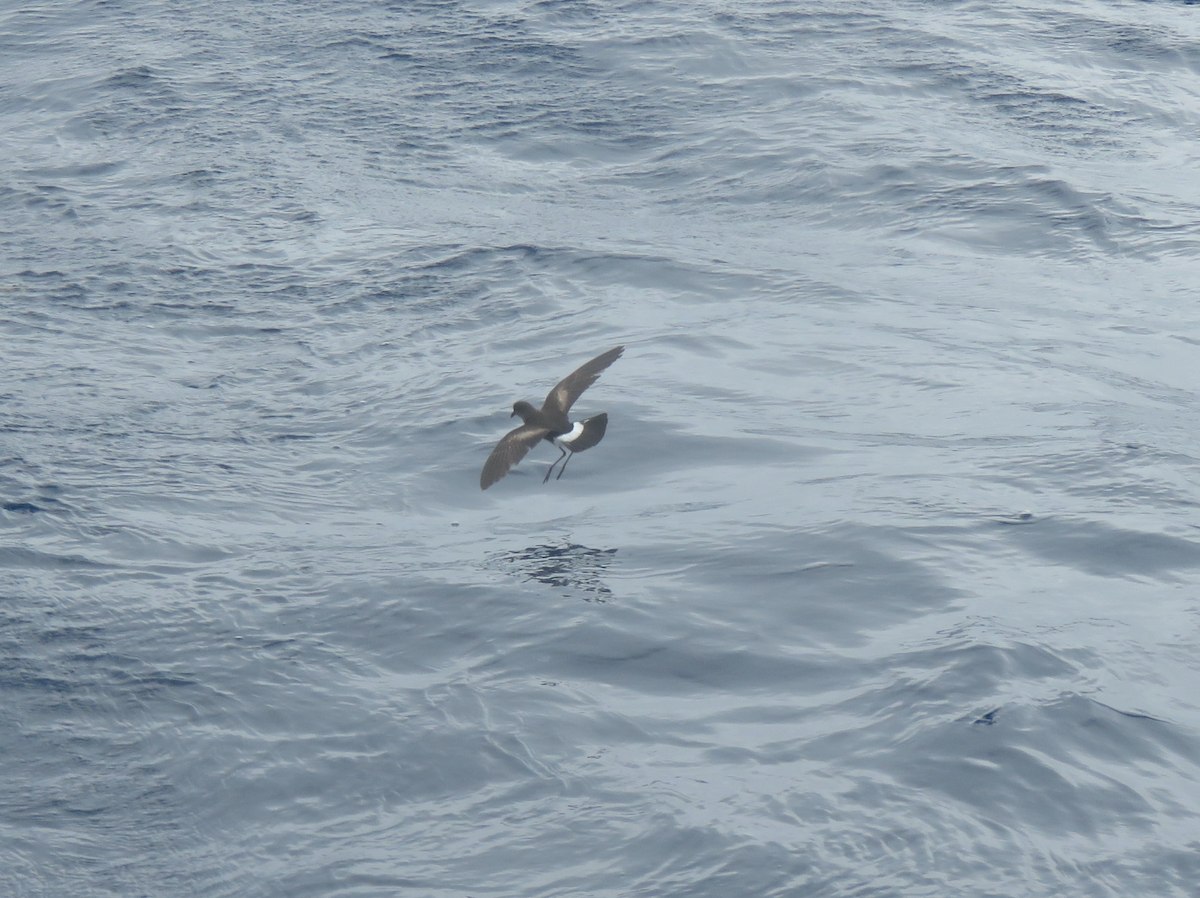 Wilson's Storm-Petrel - Beniamino Tuliozi