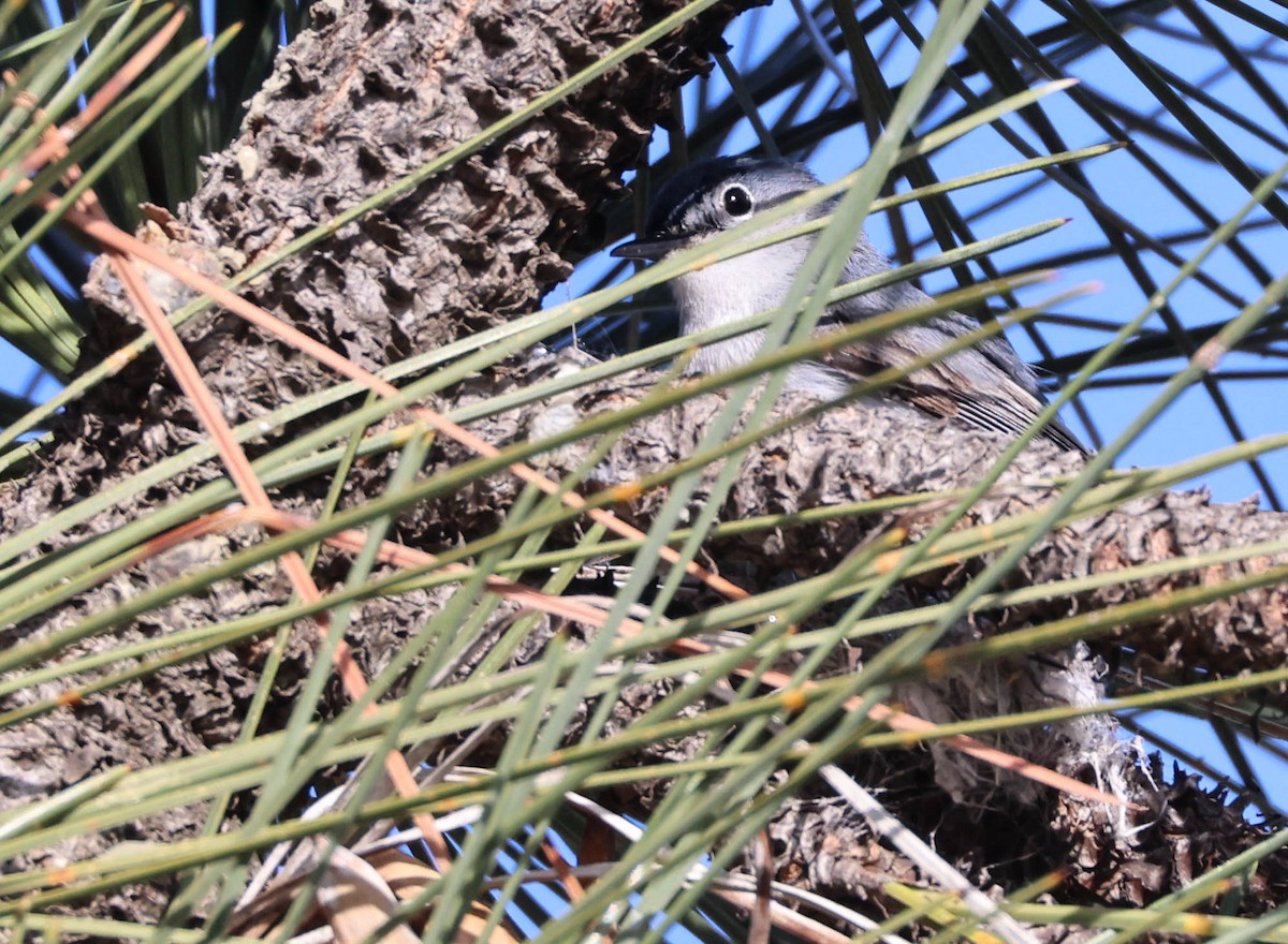 Blue-gray Gnatcatcher - Tracy Drake