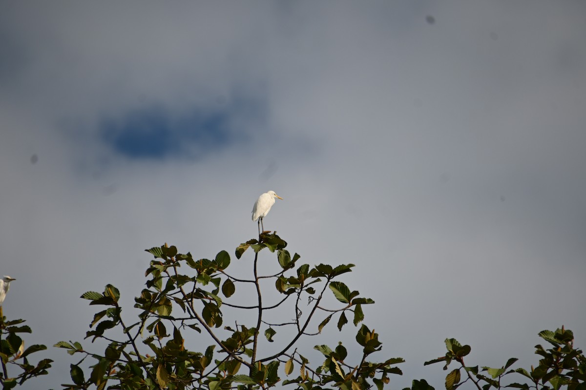 Medium Egret - Ian Baird