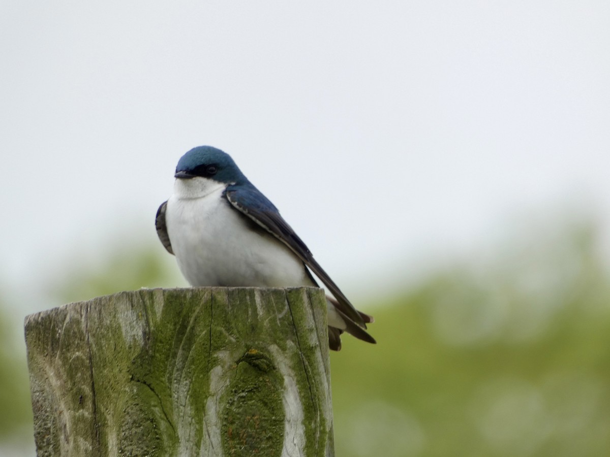 Tree Swallow - Heidi Erstad