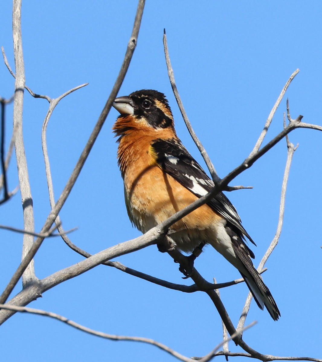 Cardinal à tête noire - ML619428379