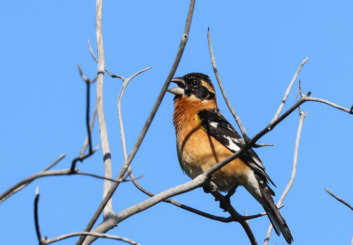 Cardinal à tête noire - ML619428380