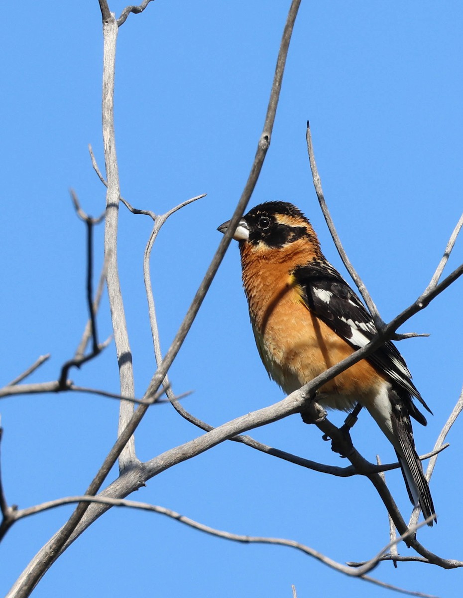 Black-headed Grosbeak - Tracy Drake