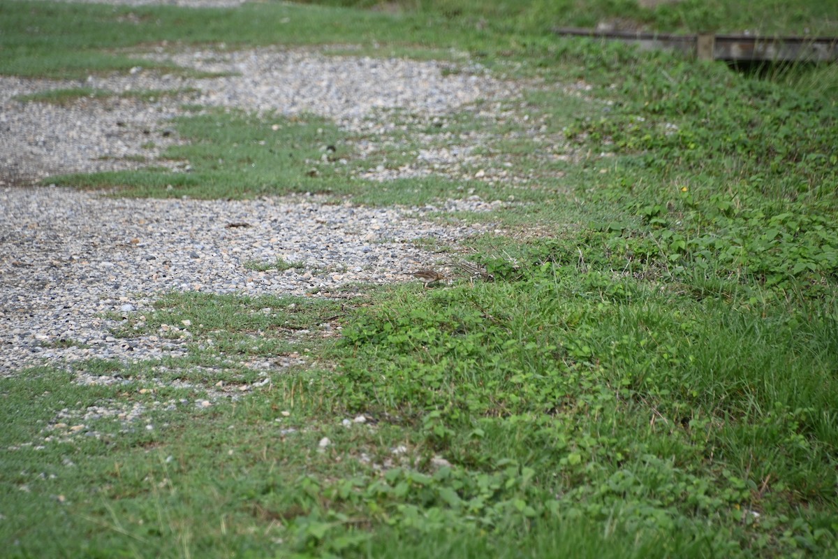 Paddyfield Pipit - Ian Baird