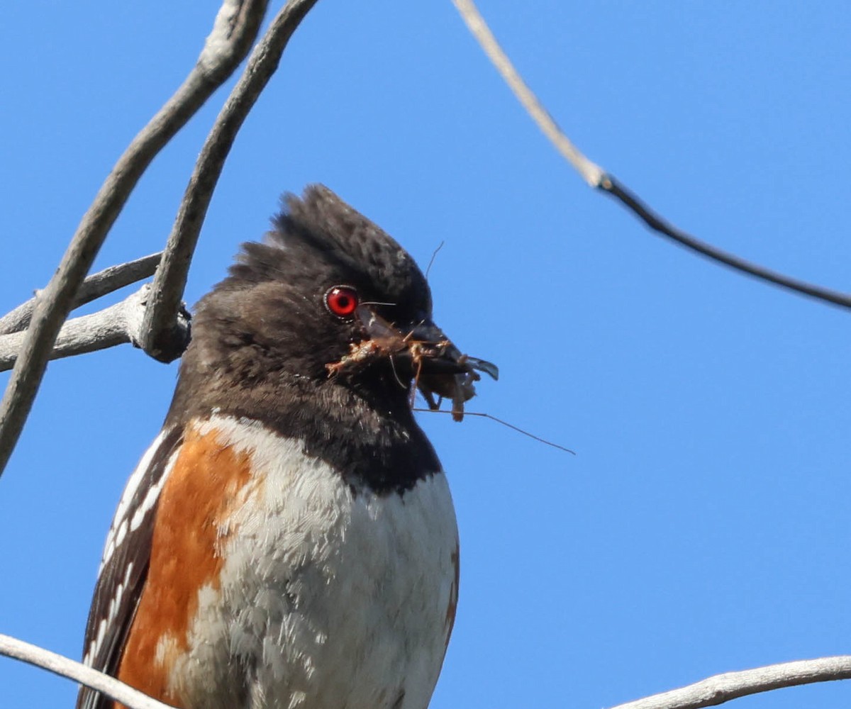 Spotted Towhee - Tracy Drake