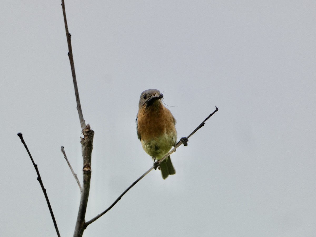 Eastern Bluebird - Heidi Erstad