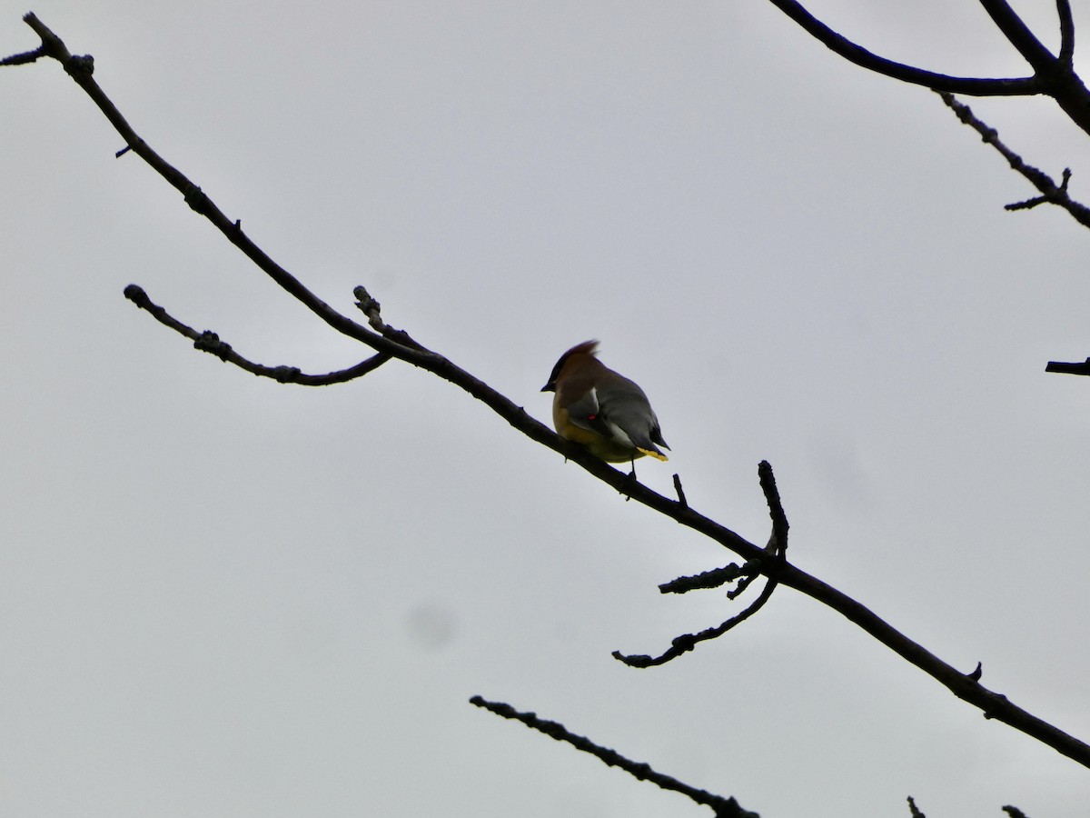 Cedar Waxwing - Heidi Erstad