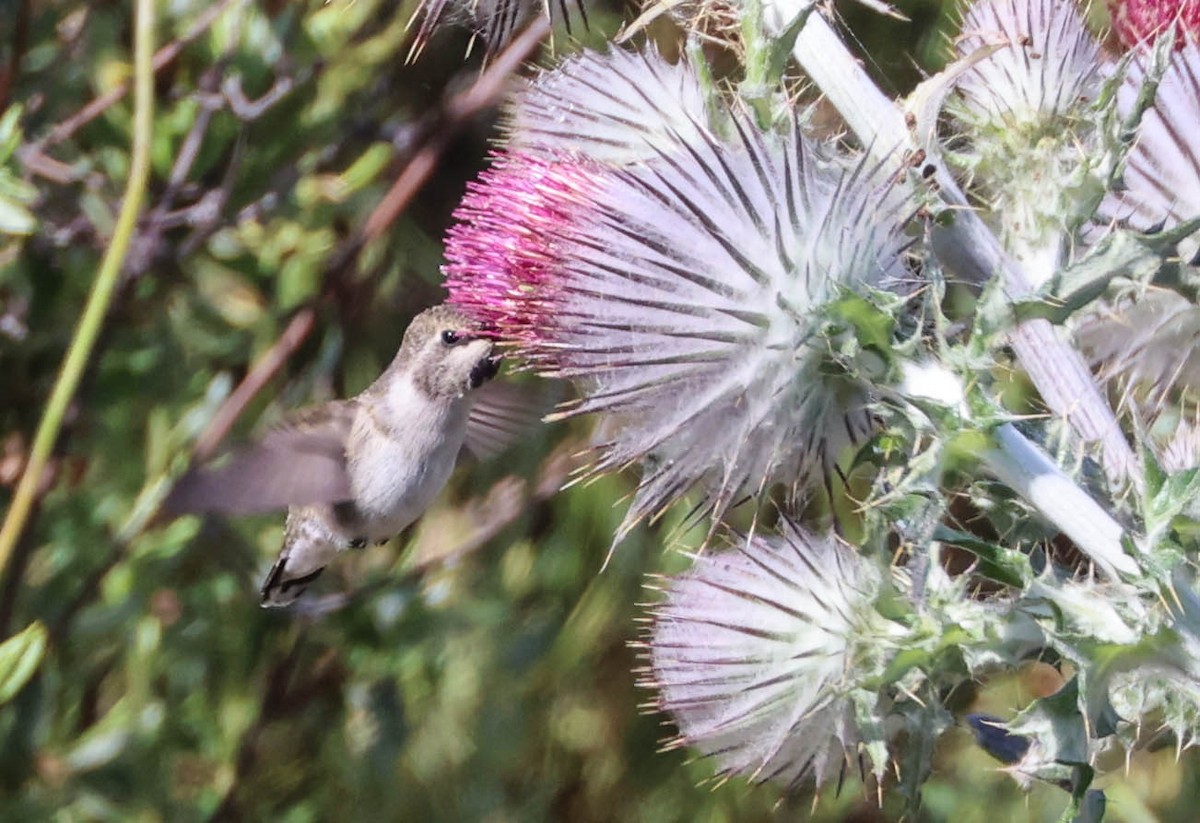 Costa's Hummingbird - ML619428400