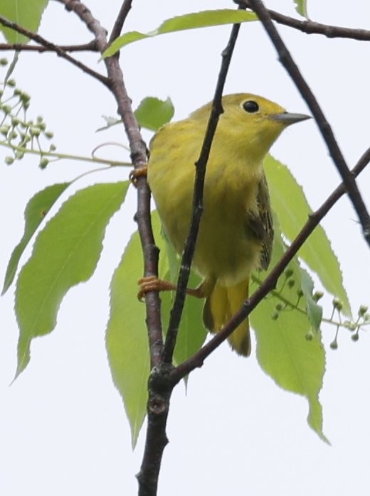 Yellow Warbler (Northern) - Wendy Howes