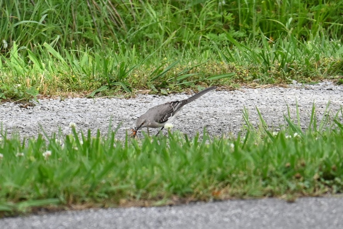 Northern Mockingbird - Skylar Carson-Reynolds