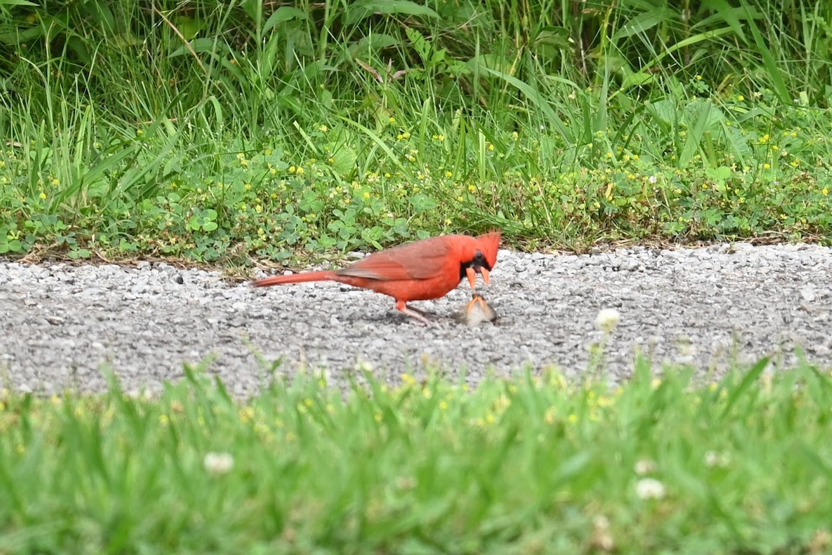 Northern Cardinal - Skylar Carson-Reynolds