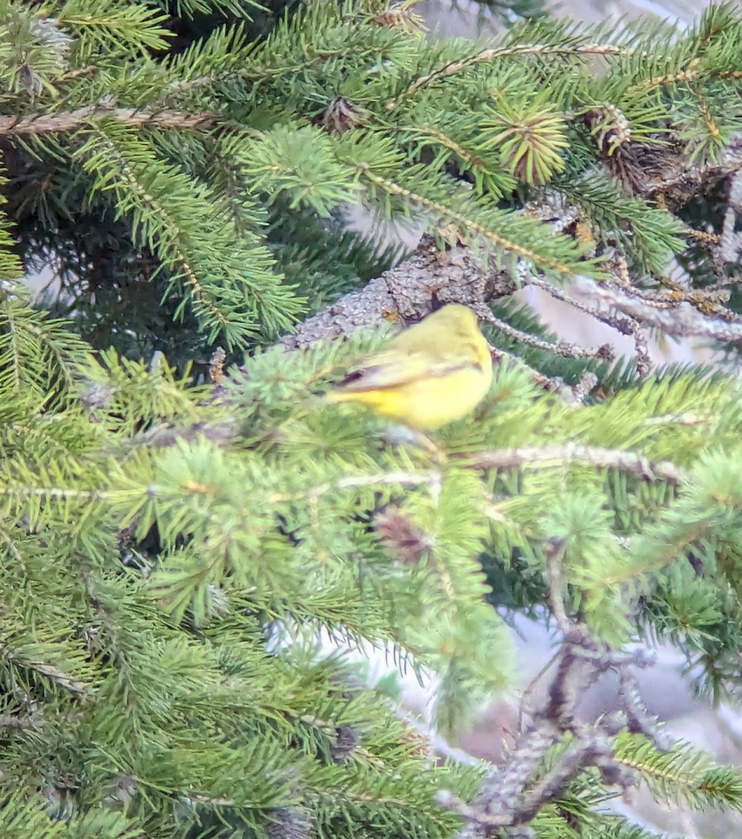 Orange-crowned Warbler - Jack N