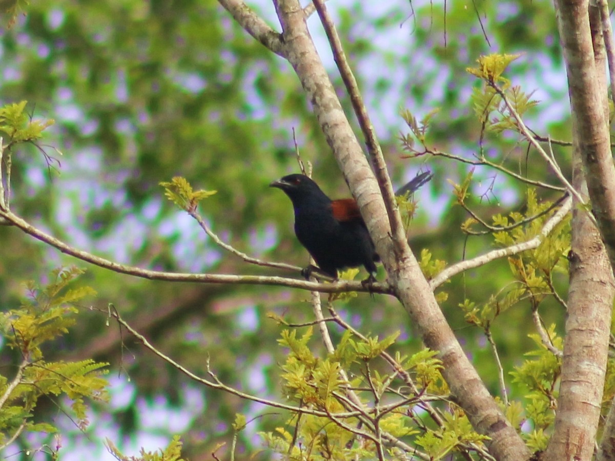 Greater Coucal - Gerard Chartier