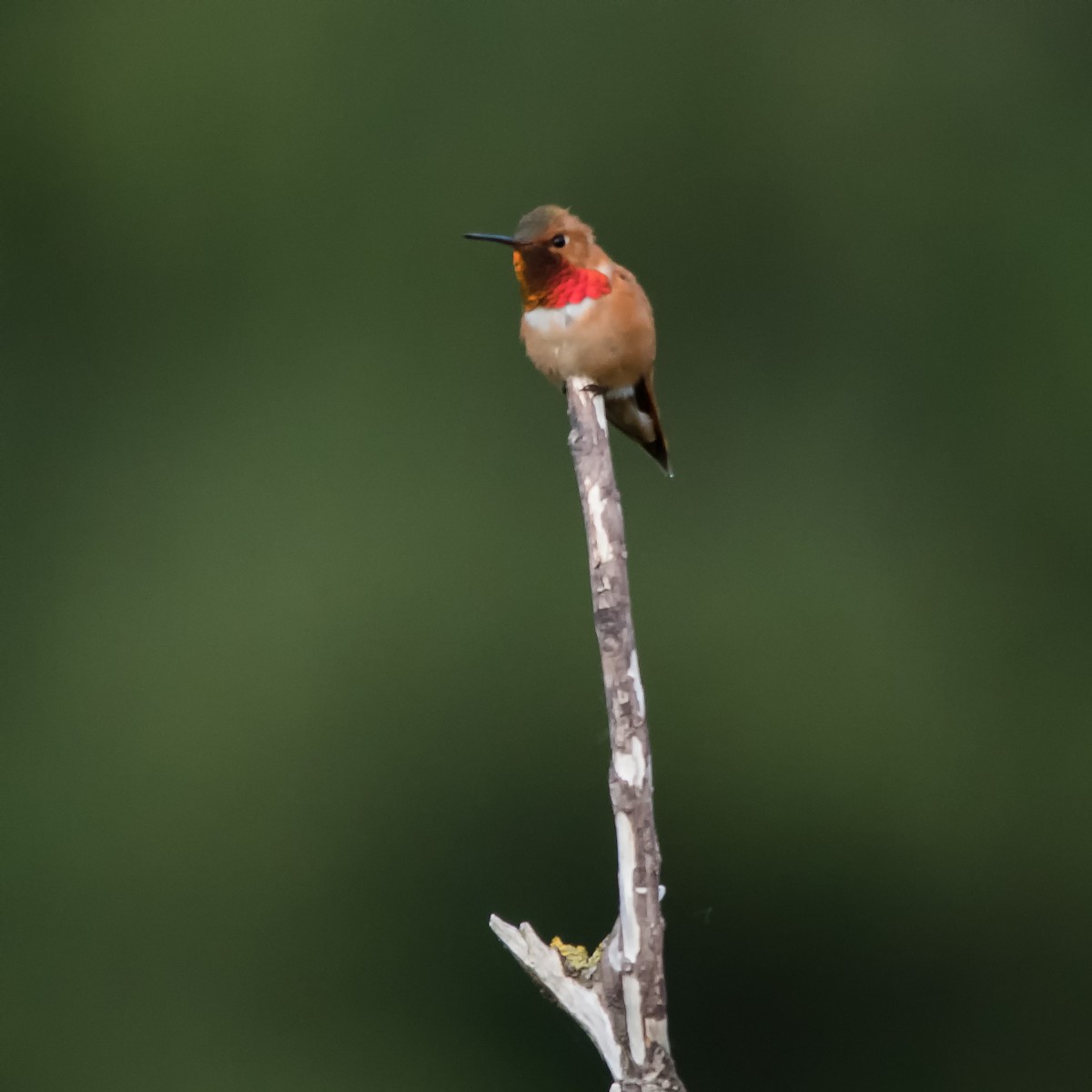 Rufous Hummingbird - Nick Balachanoff