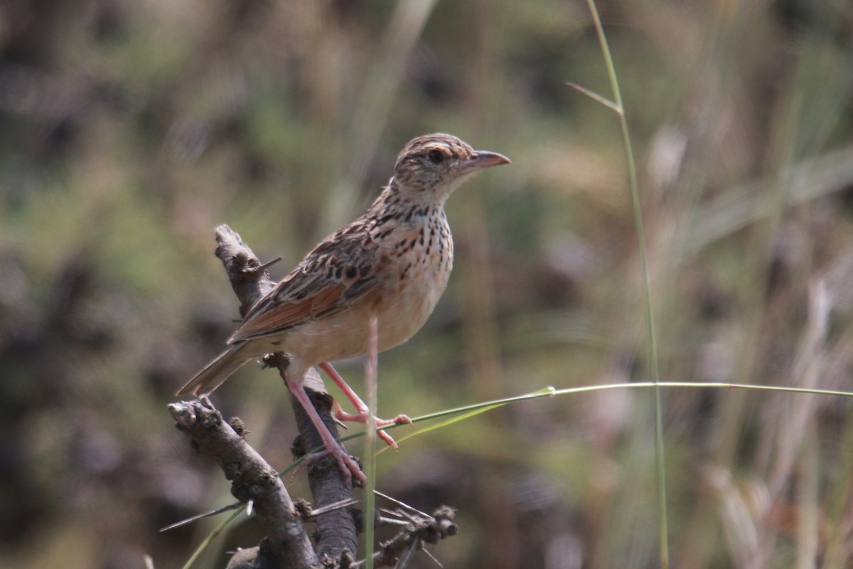 Rufous-naped Lark - James Apolloh ~Freelance Tour Guide