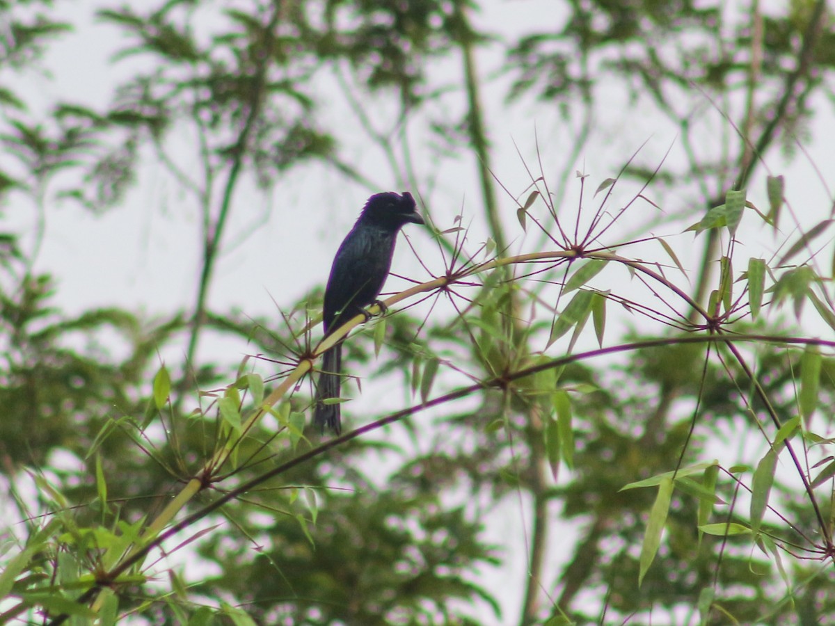Greater Racket-tailed Drongo - Gerard Chartier