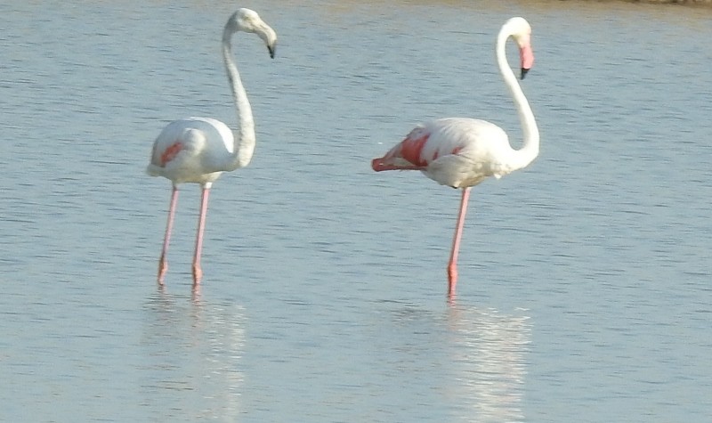 Flamant rose - ML619428463