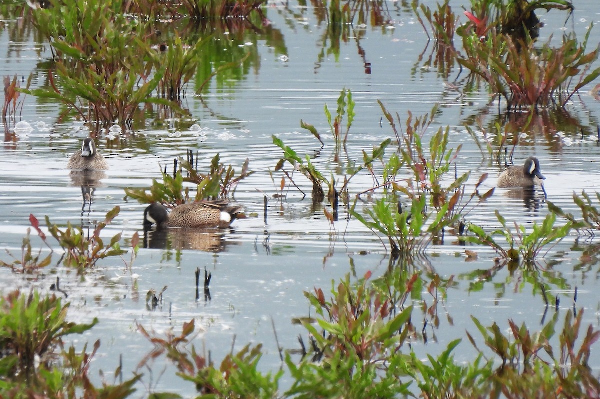 Blue-winged Teal - Rick Bennett