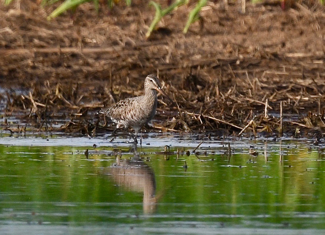 Hudsonian Godwit - ML619428474