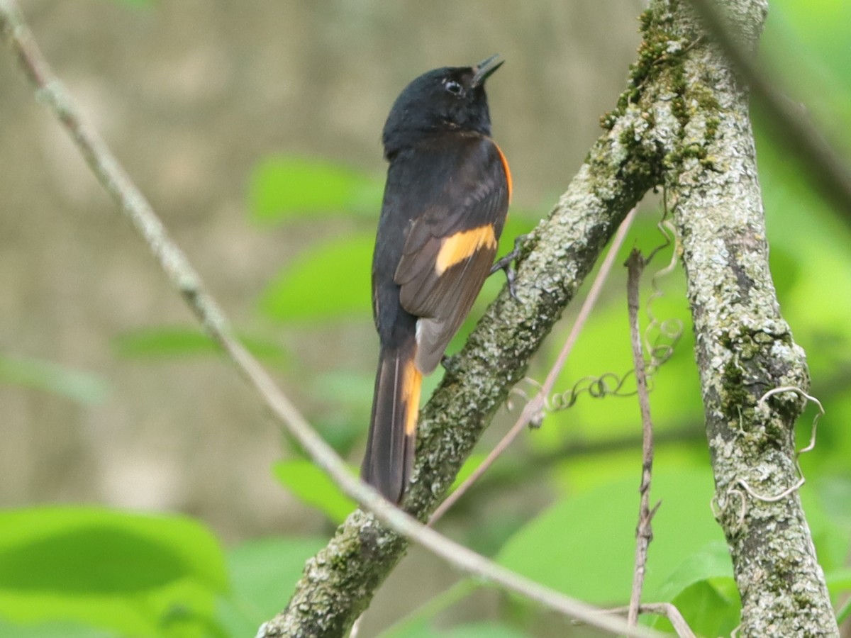 American Redstart - Gilles DeSuisse