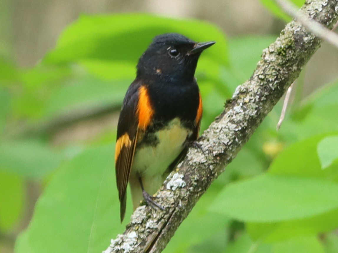 American Redstart - Gilles DeSuisse