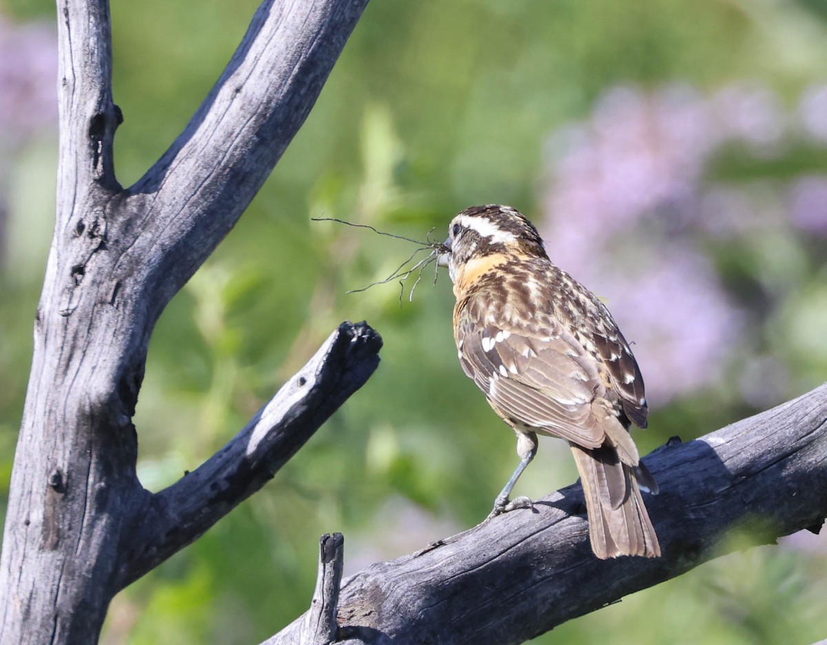 Black-headed Grosbeak - Tracy Drake