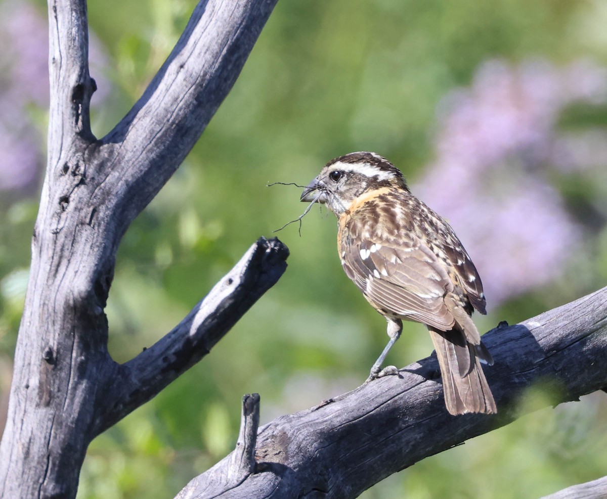 Black-headed Grosbeak - Tracy Drake