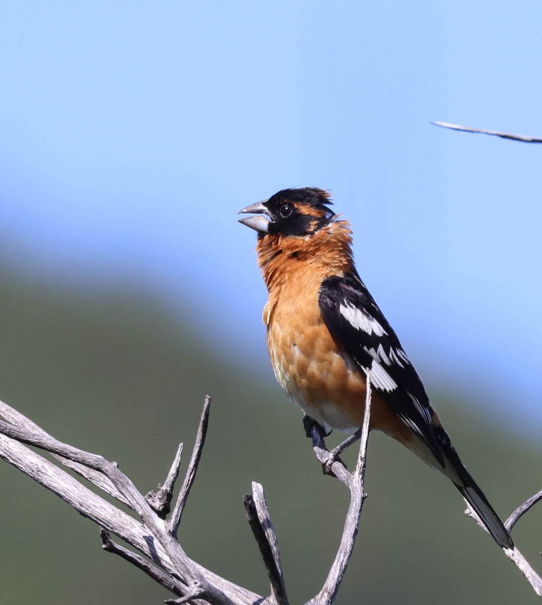 Black-headed Grosbeak - Tracy Drake