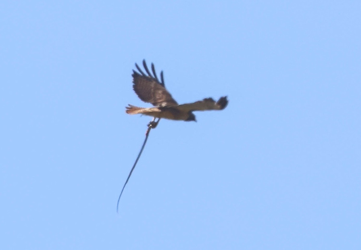 Red-tailed Hawk - ML619428497