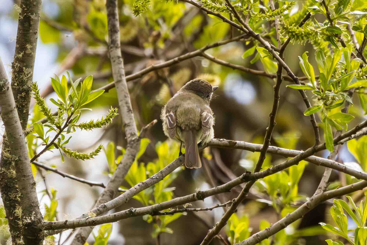 Empidonax sp. - ML619428498