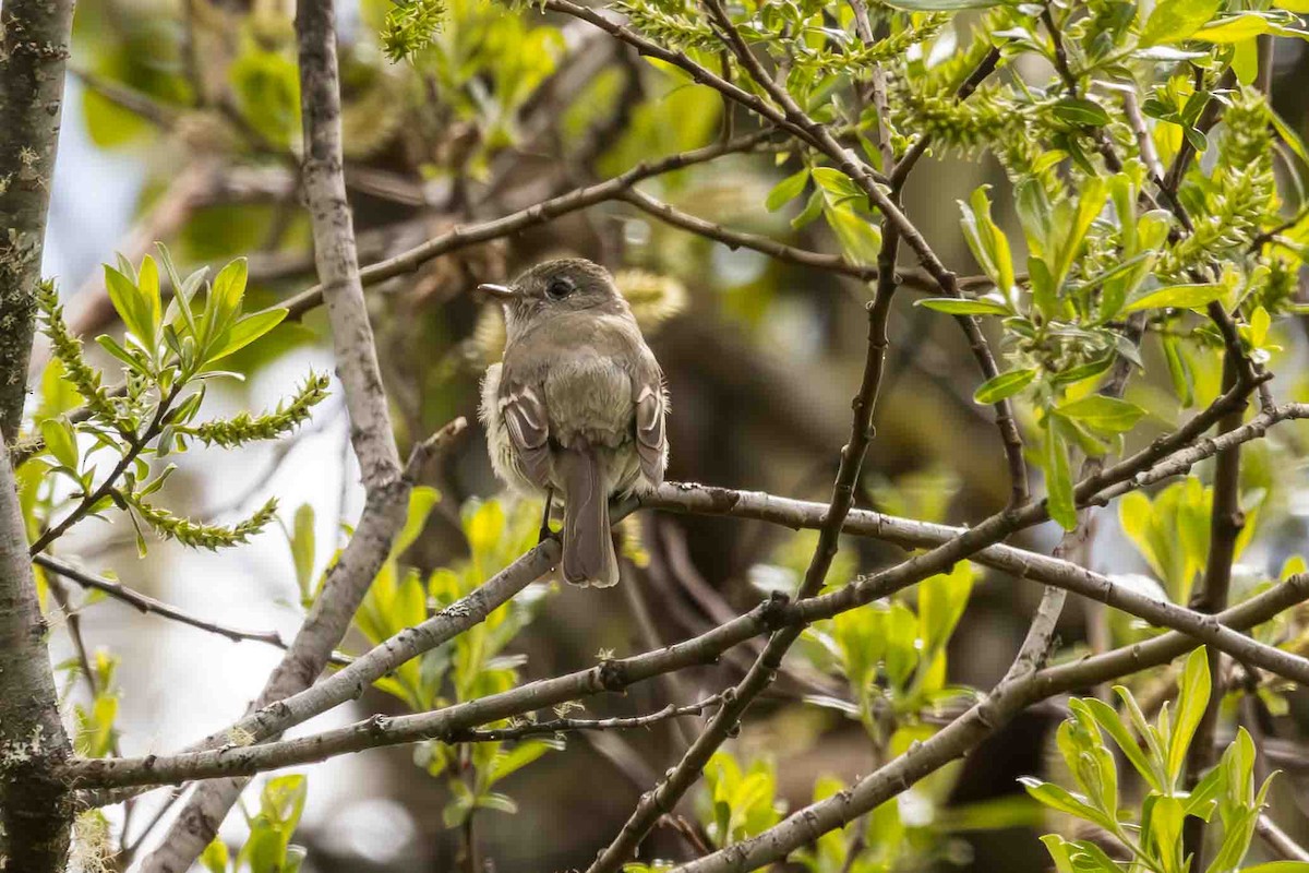 חטפית Empidonax בלתי-מזוהה - ML619428506