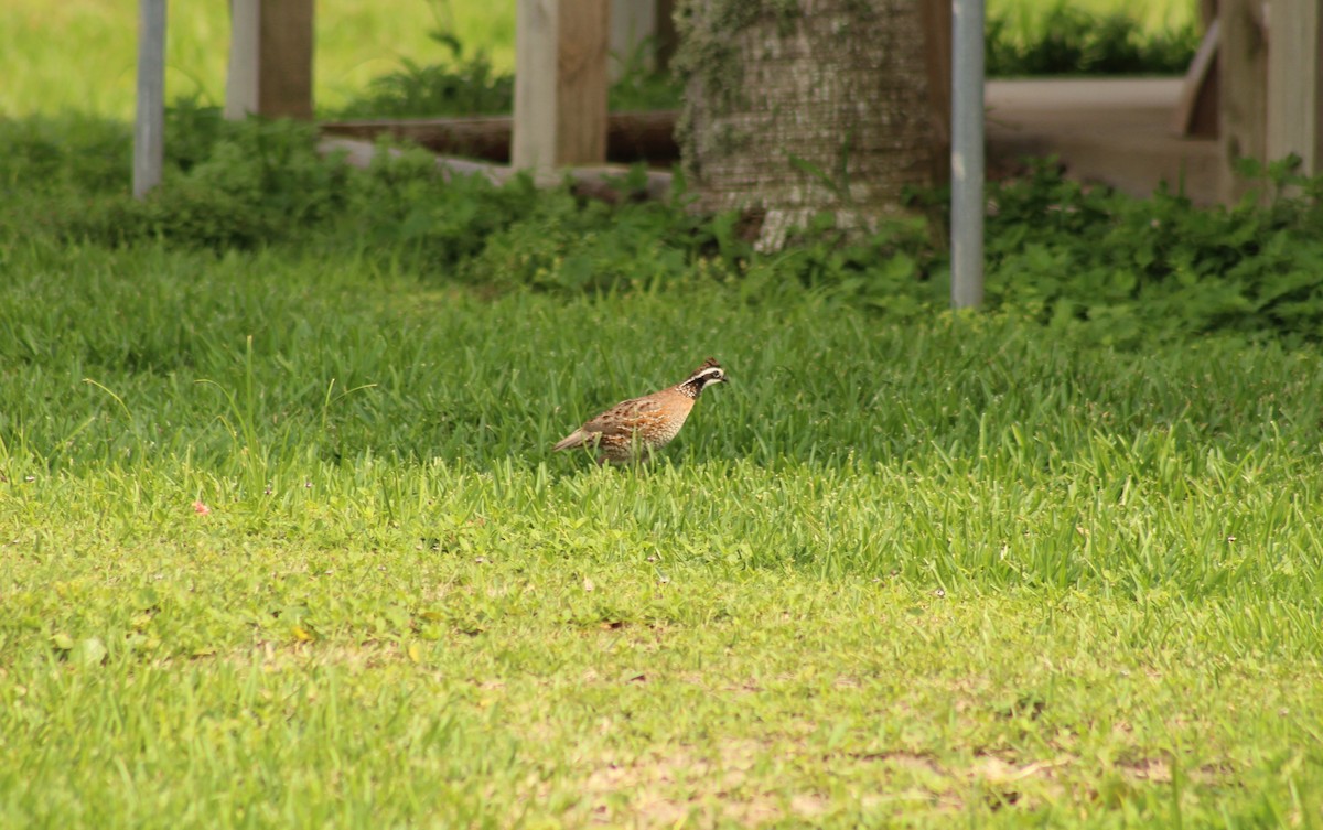 Northern Bobwhite - Mike Major