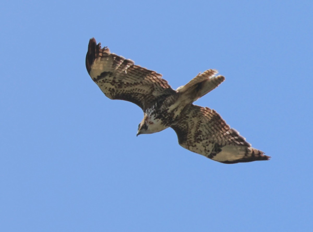 Red-tailed Hawk - Tracy Drake