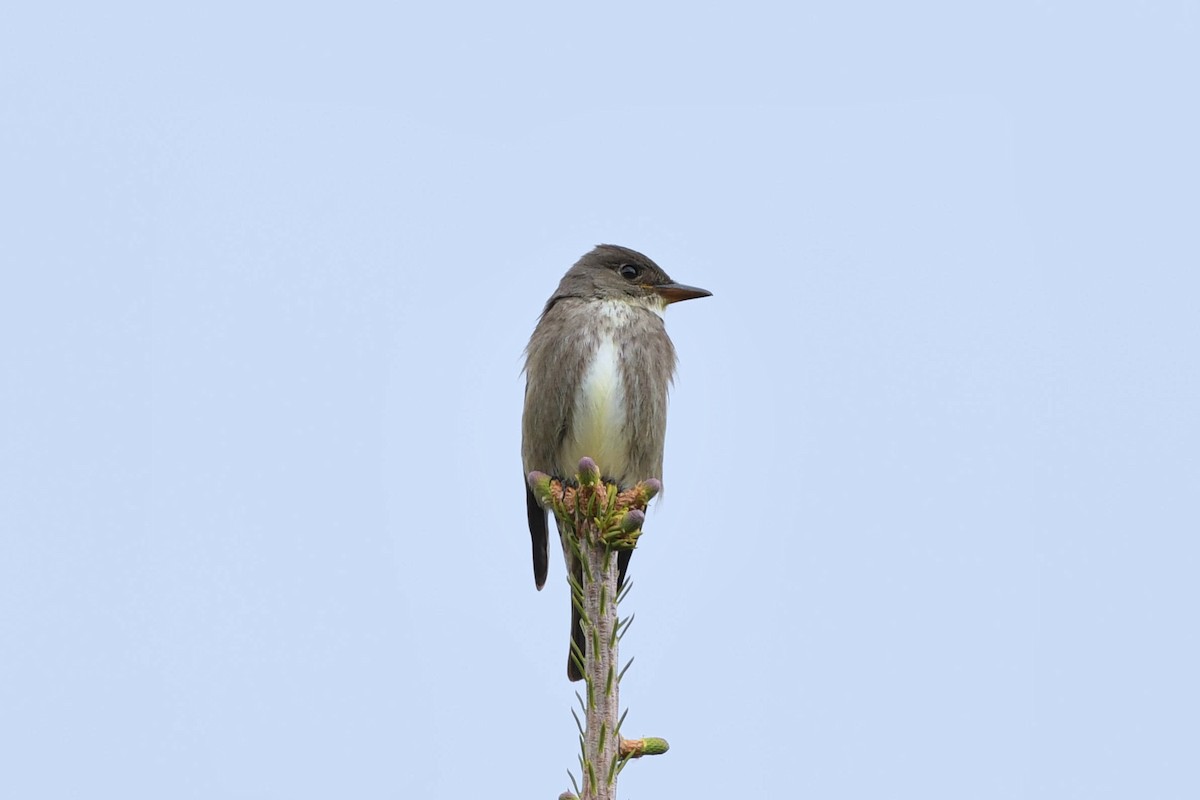 Olive-sided Flycatcher - Christina Cutbill