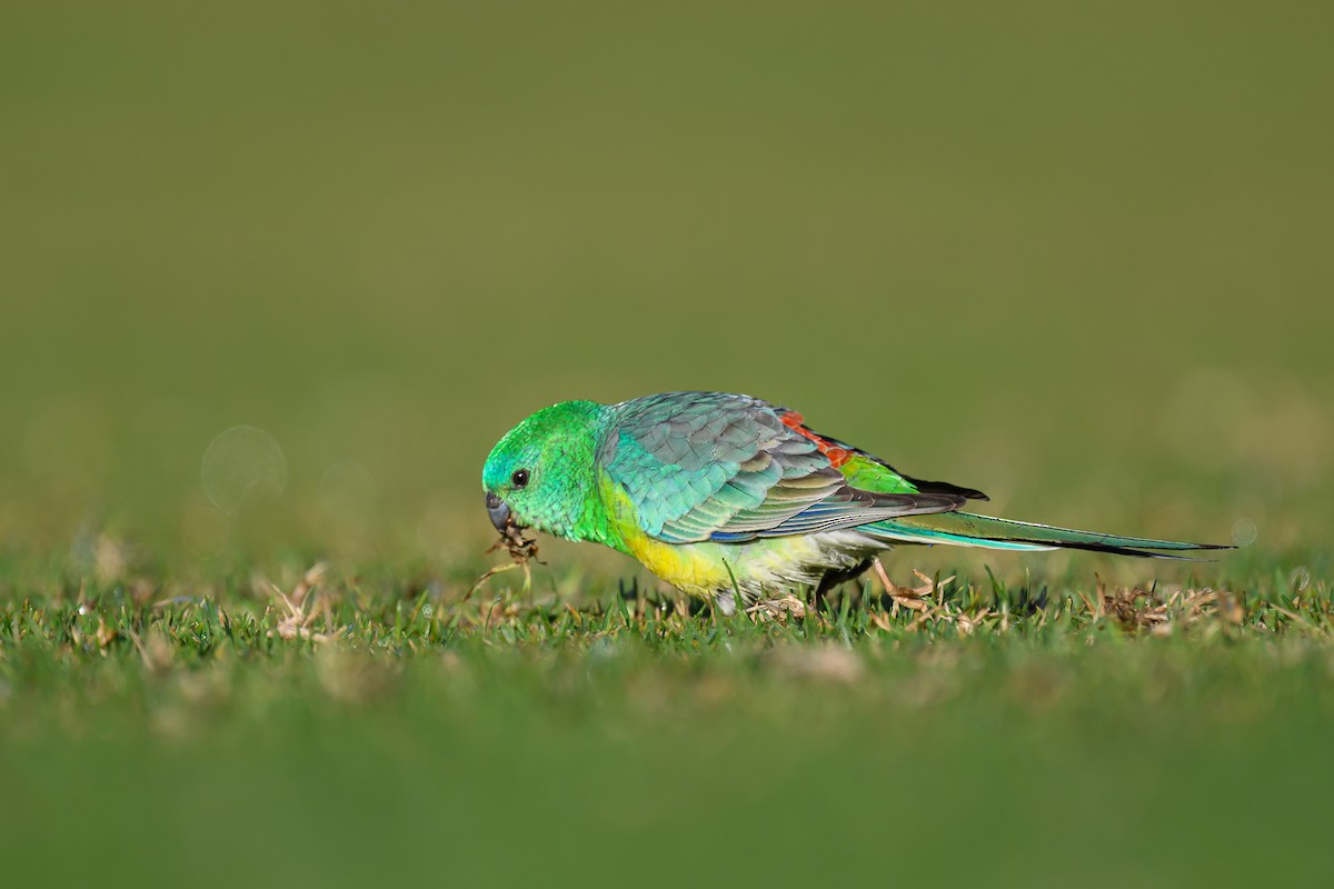 Red-rumped Parrot - Eric Yeo