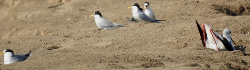 Échasse blanche - ML619428531