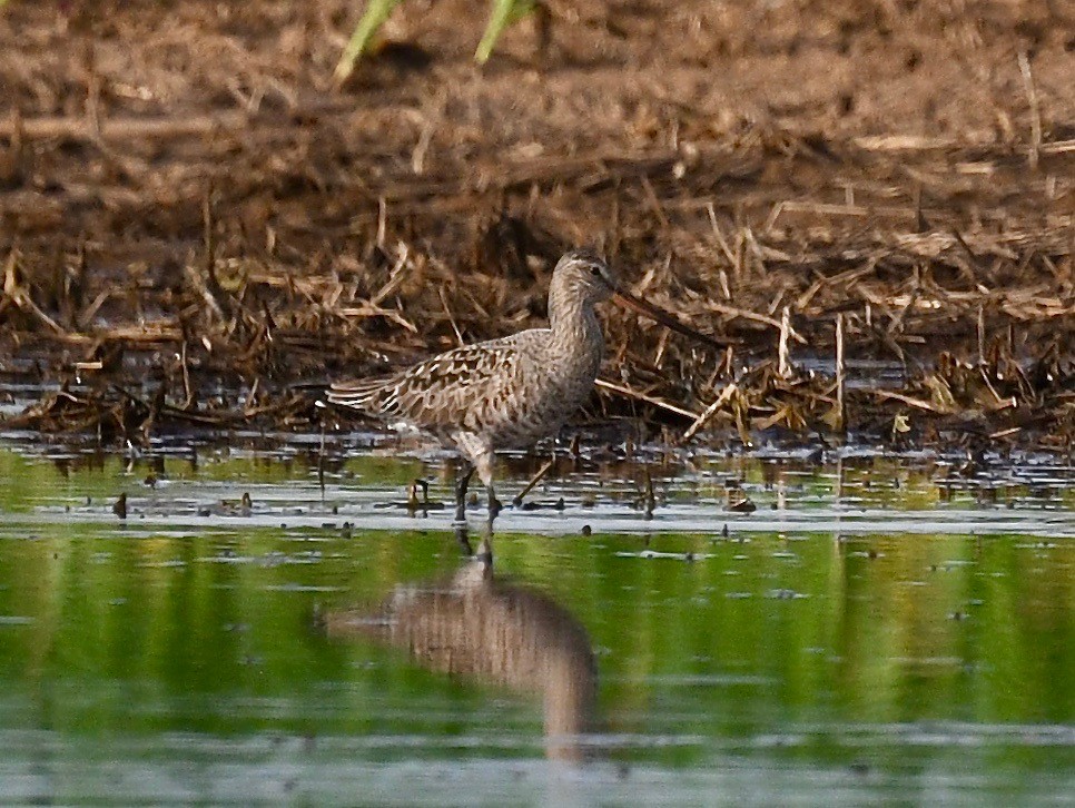 Hudsonian Godwit - ML619428533