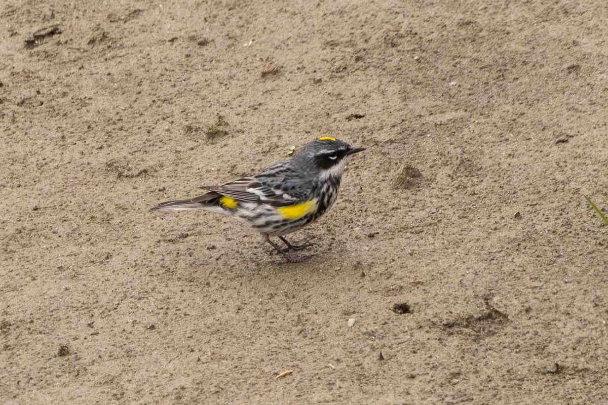 Yellow-rumped Warbler (Myrtle) - Scott Fischer