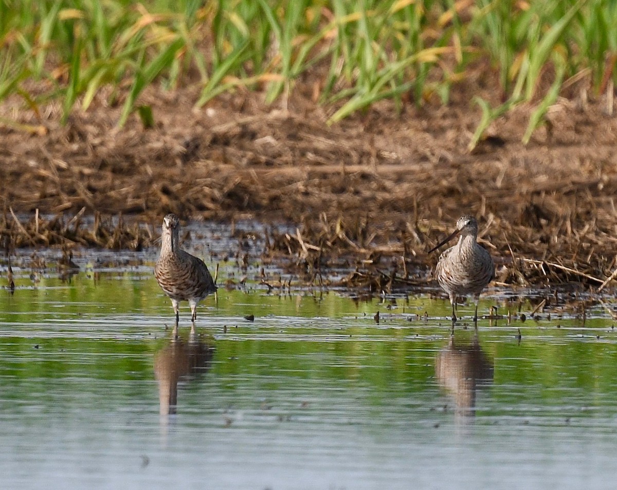 Hudsonian Godwit - ML619428544