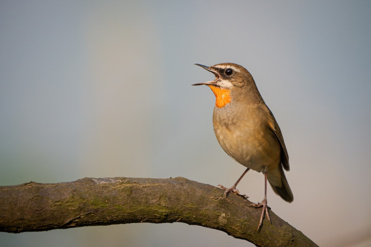 slavík Kalliopin - ML619428548