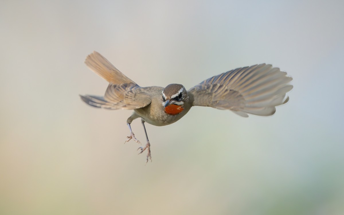 slavík Kalliopin - ML619428550