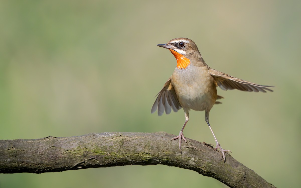 Siberian Rubythroat - Prasan Shrestha