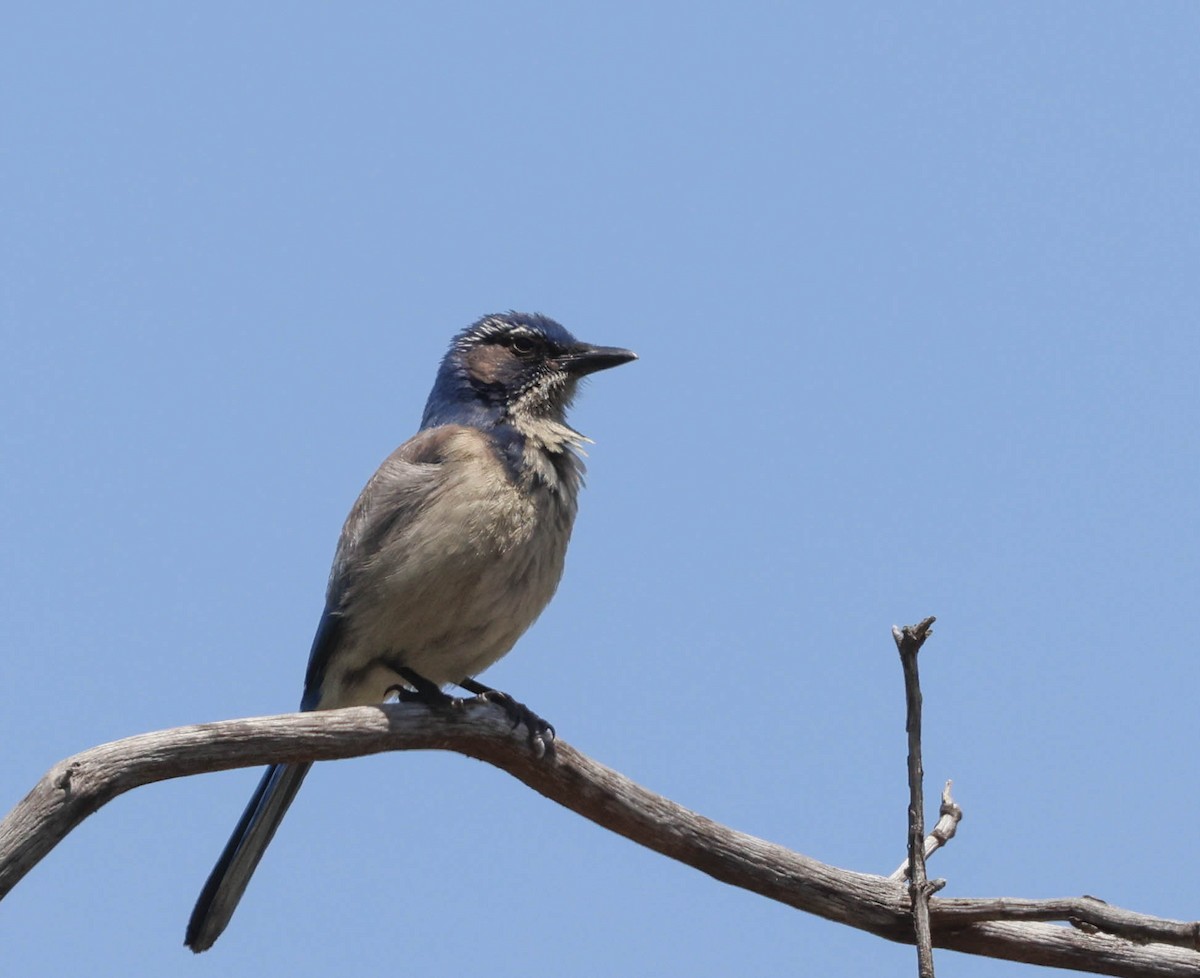 California Scrub-Jay - Tracy Drake