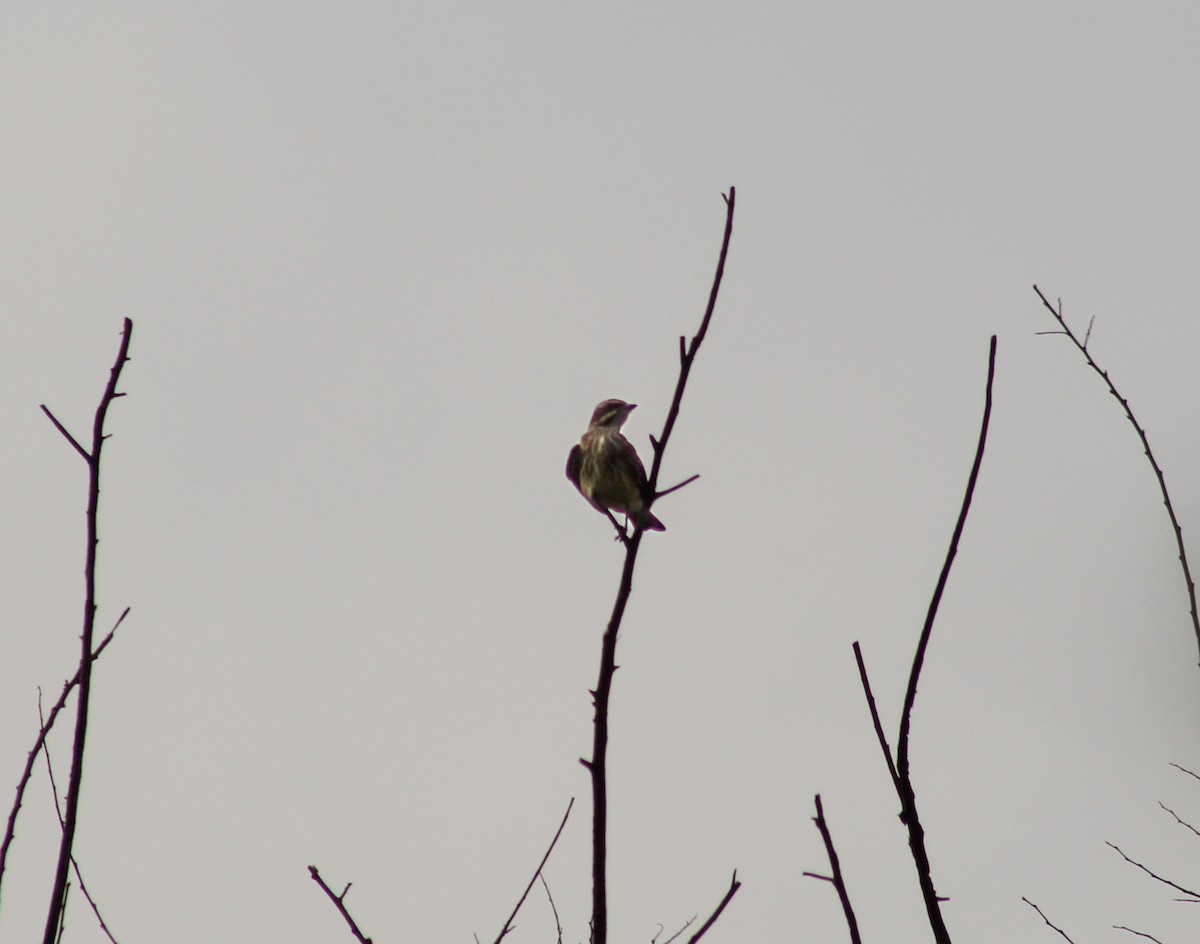 Piratic Flycatcher - Mike Major