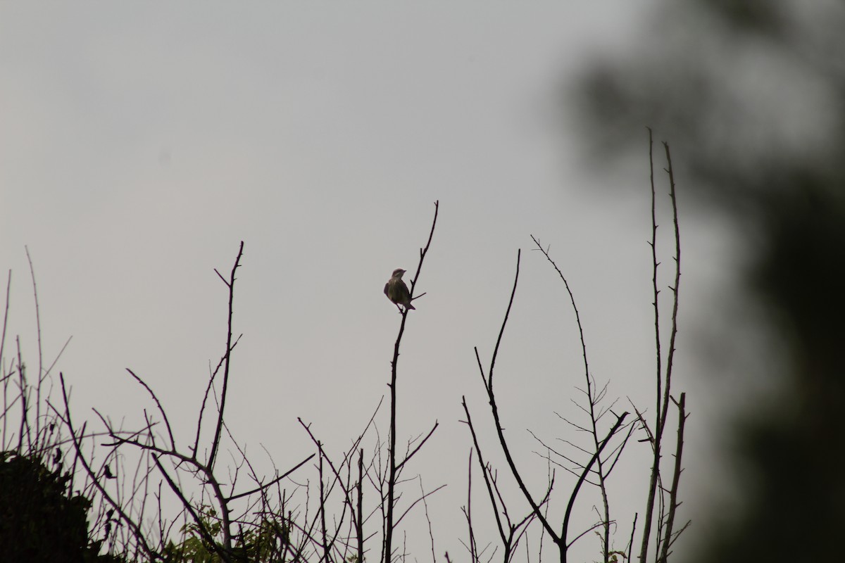 Piratic Flycatcher - Mike Major