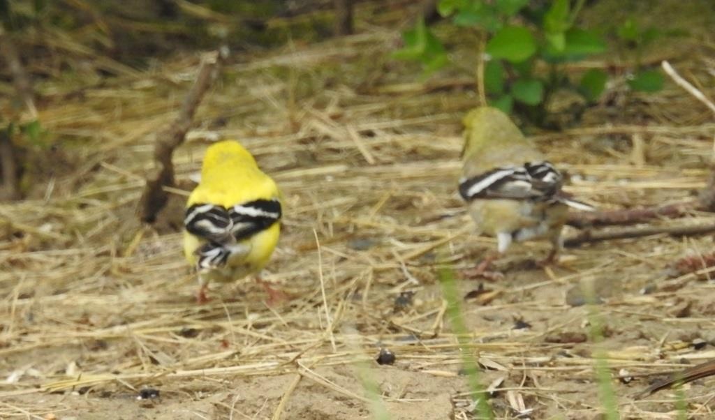 American Goldfinch - Linda Fink