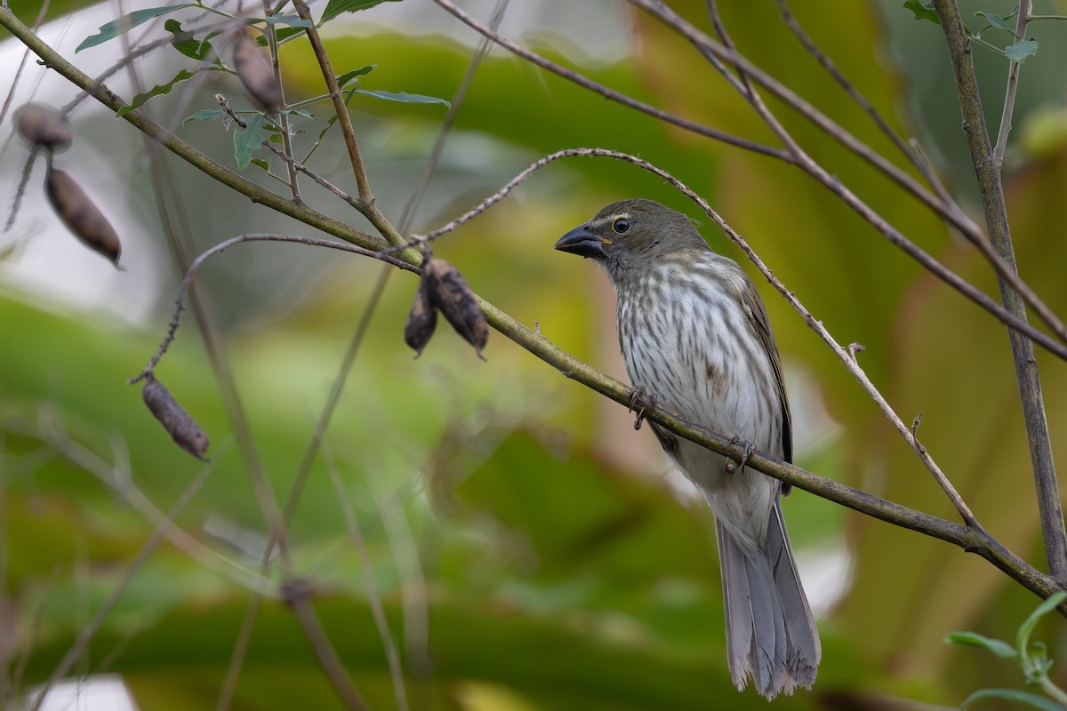 Streaked Saltator - Steve Heinl